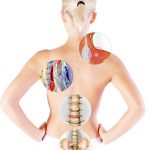 Menschlicher Rücken