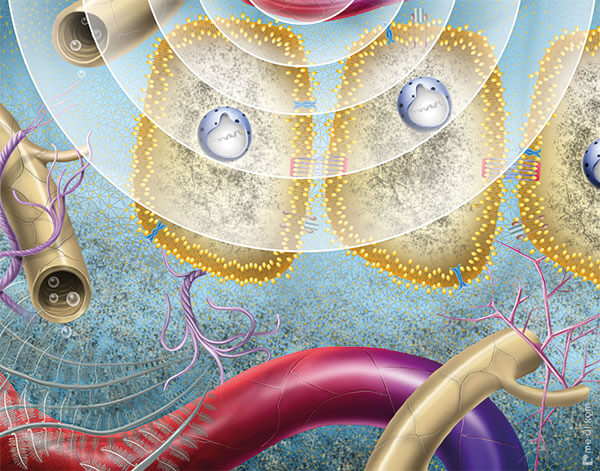 Zellen während Ultraschall