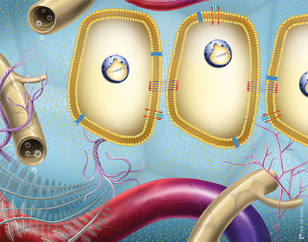 Zellen nach Ultraschall